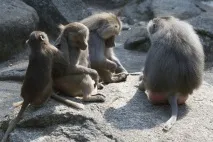 мюнхен бавария
