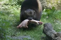 бавария можете стигнете