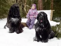 сайт сайт