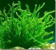 Народна медицина лікує грижу, Нехай не болить грижу