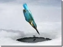 птахи