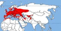 руса руса