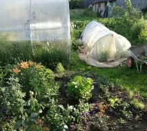 Чи обов’язкове межування ділянки в СНТ і хто її повинен робити обов