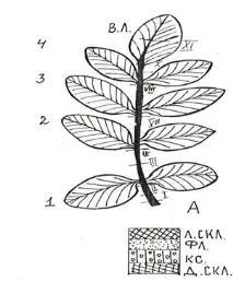 НОДАЛЬНА АНАТОМІЯ СКЛАДНОГО ЛИСТА GLYCYRRHIZA GLABRA L анатомія