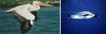 водно-підводні