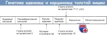 черво дебелото