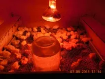 ОГБУ - Єлецька міська станція боротьби з хворобами тварин огбу