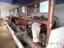 ОГБУ - Єлецька міська станція боротьби з хворобами тварин міська