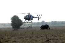транспортиране слонове