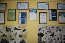 основни титъра