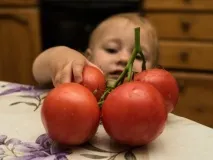идват доматите
