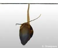 аквариума охлюви