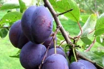 отлична реколта