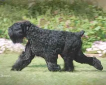 кучета русия