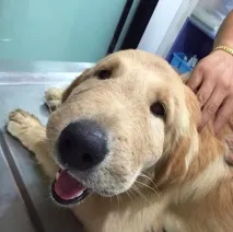 шкодують