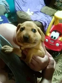дуже