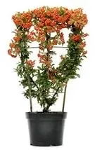 Піраканта Форчуна або Вогняний шип (Pyracantha Fortuneana) форчуна