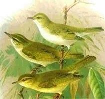 phylloscopus trochilus