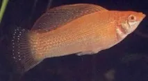 pecilia месец живота