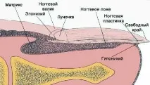 първи анатомия