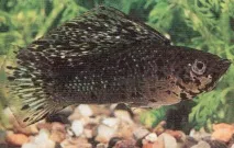 pecilia pecilia