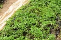 Пікування розсади томатів з касет та тари, День дачника розсади