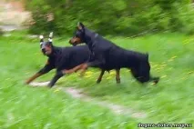 догма