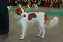 кучетата пише