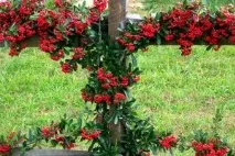 Піраканта Форчуна або Вогняний шип (Pyracantha Fortuneana) вогняний