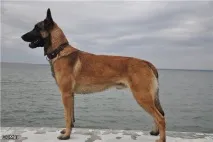 които различни