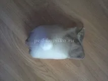 змиорка змиорка