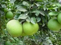 Памела фрукт користь та шкода користь