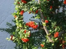 Піраканта - Дерева та чагарники - Декоративні дерева та чагарники декоративні