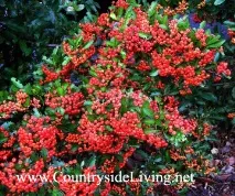 pyracantha