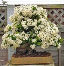 Піраканта Форчуна або Вогняний шип (Pyracantha Fortuneana) pyracantha