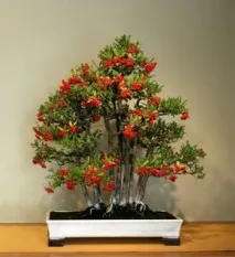 Піраканта Форчуна або Вогняний шип (Pyracantha Fortuneana) форчуна