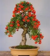 Піраканта Форчуна або Вогняний шип (Pyracantha Fortuneana) fortuneana