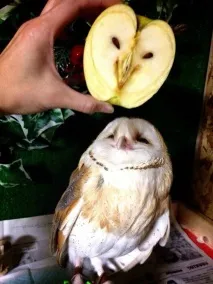 парейдолични които