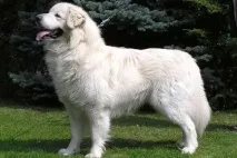 различни различни
