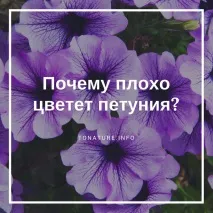 защо защо