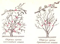 сливи