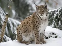 родната земя