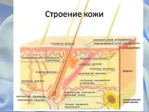 клас лицето
