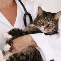 котки всеки шест