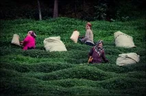 Виробництво чаю у світі хто постачає світ чаєм світ