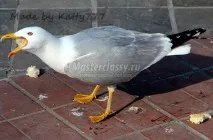 България гларус България гларус