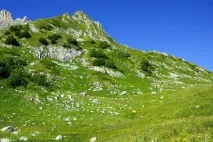 пшехски пшехски