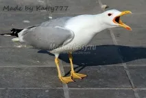 българия България гларус