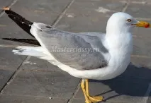 птици българия
