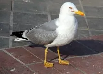 България гларус България гларус